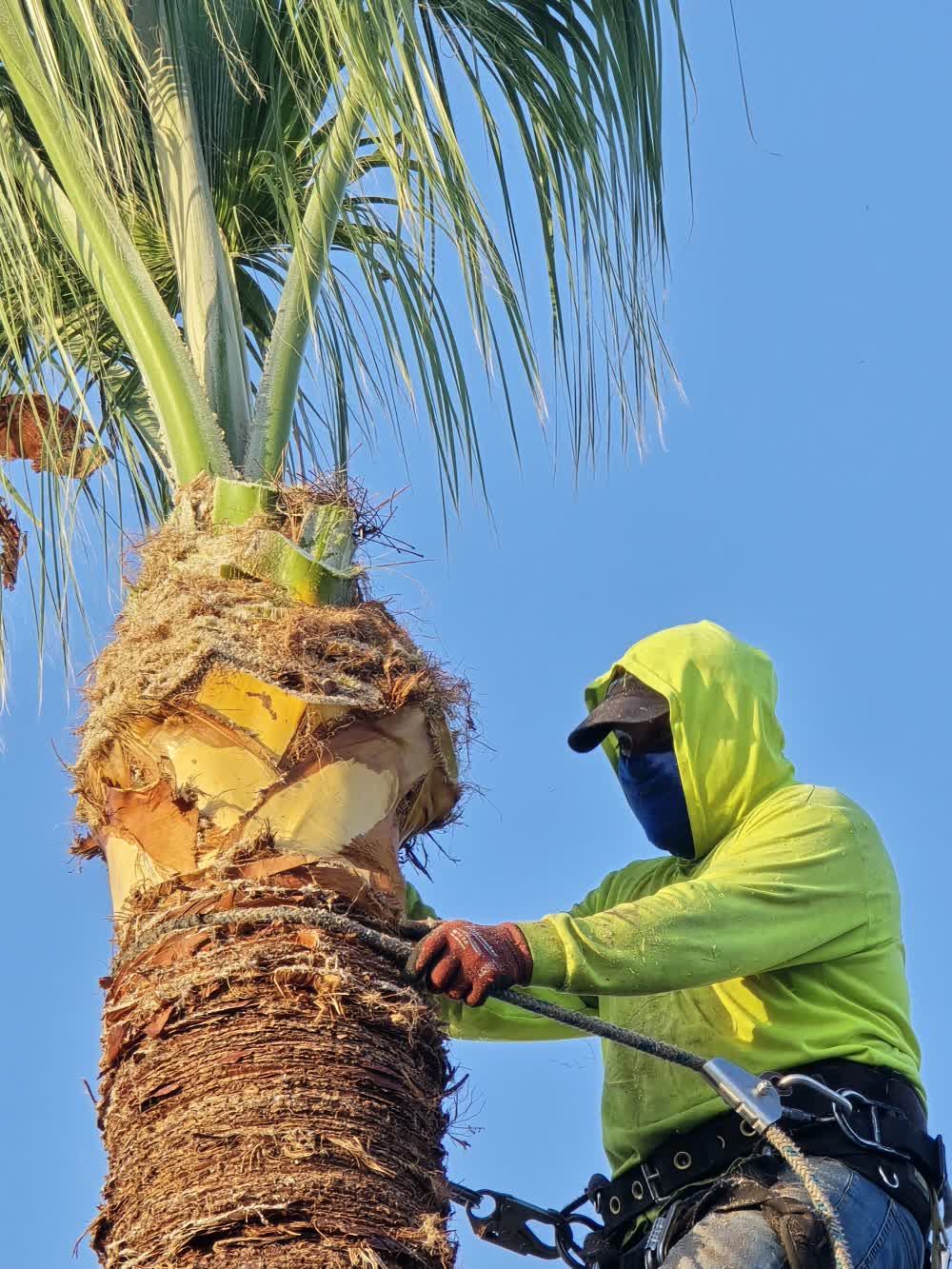 Tree removal service